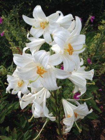 July 3rd 2017 – Consider the lilies