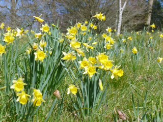 26th March 2017 – The Joy of Yellow
