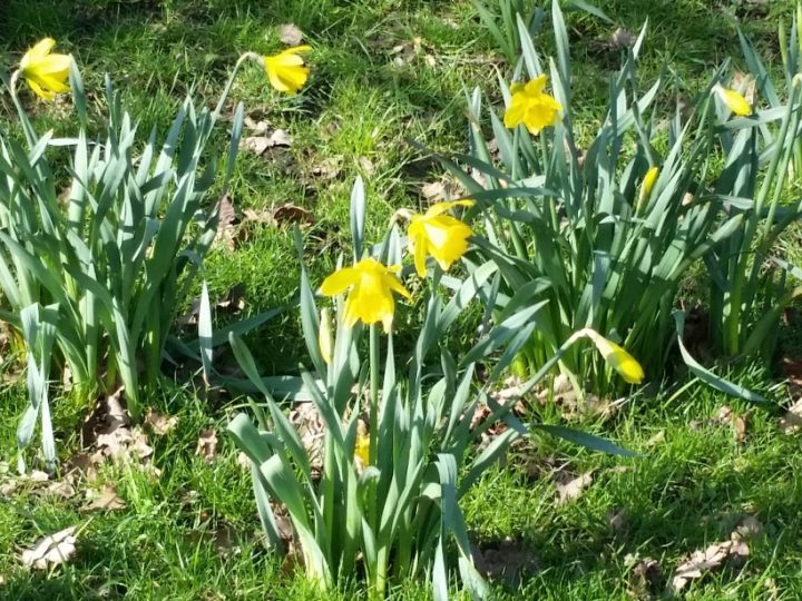 Birmingham Daffodil Day – Saturday 13th March